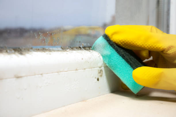 Best Mold Removal Company Near Me  in Dutch Island, GA