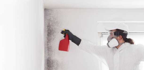 Best Professional Mold Removal  in Dutch Island, GA