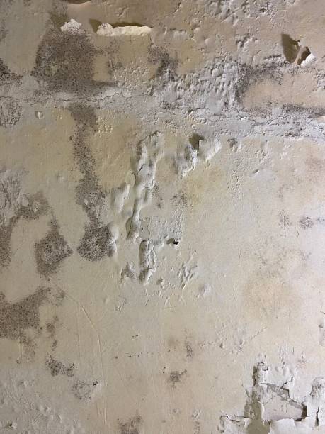 Best Commercial Mold Removal  in Dutch Island, GA