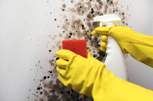 Best Toxic Mold Removal  in Dutch Island, GA