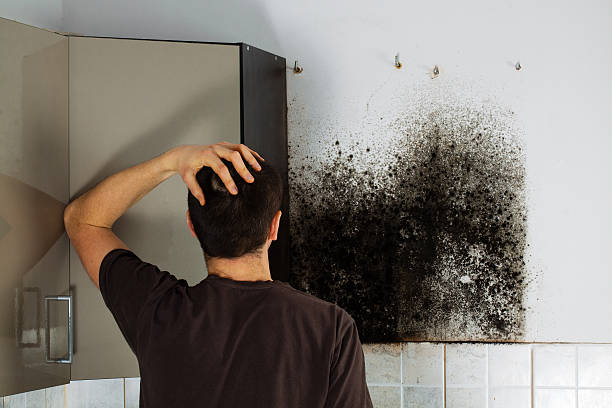 Best Same-Day Mold Removal  in Dutch Island, GA