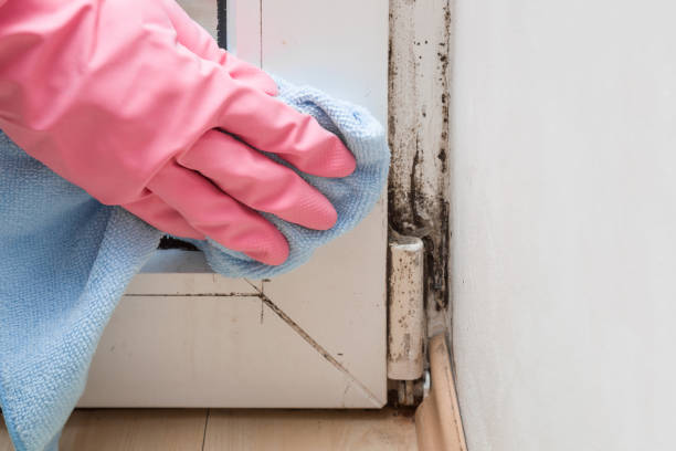 Best Black Mold Removal  in Dutch Island, GA