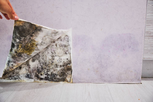 Best Emergency Mold Removal  in Dutch Island, GA